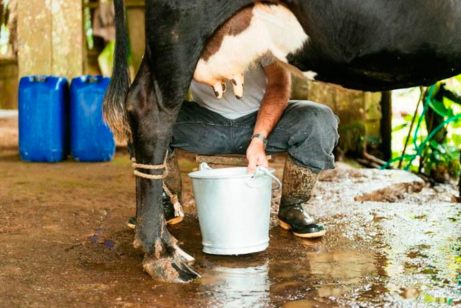 Cepal asegura 70% de la leche dominicana no es apta para procedimientos industriales 1 Ordenando Vaca FE