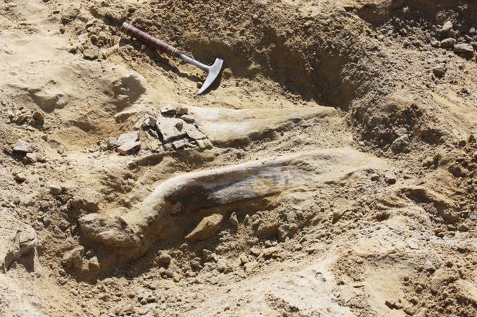 Confirman la antigüedad del Homo antecesor: entre 772,000 y 949,000 años 1 Confirman la antigüedad del Homo antecesor: entre 772,000 y 949,000 años