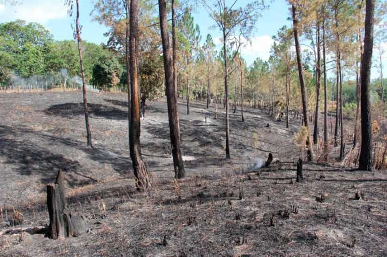 Fuegos destruyen más 20 mil tareas de vegetación en Santiago Rodríguez 3 Fuegos destruyen más 20 mil tareas de vegetación en Santiago Rodríguez