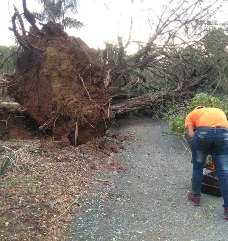 Tornado destruye casas y derriba árboles centenarios en Santiago Rodríguez