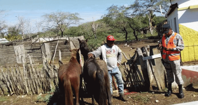 Obras Públicas retira animales de las calles y avenidas para evitar accidentes de tránsito