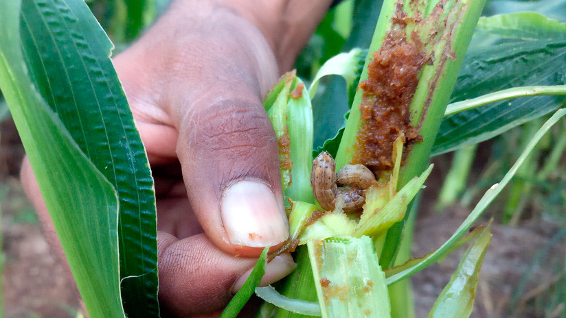 Una plaga de larvas hambrientas pone en peligro la agricultura en todo el mundo 1 Orugas de cogollero FE 1