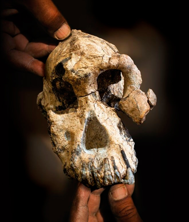 Evolución humana: el intrigante hallazgo de un cráneo que cuestiona las ideas sobre nuestros ancestros 1 Anamensis craneo FE