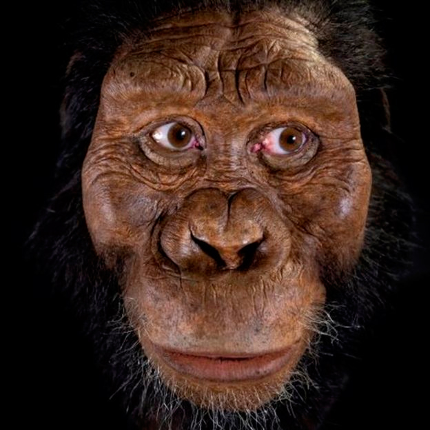 Evolución humana: el intrigante hallazgo de un cráneo que cuestiona las ideas sobre nuestros ancestros 2 anamensis artistas recreacion FE