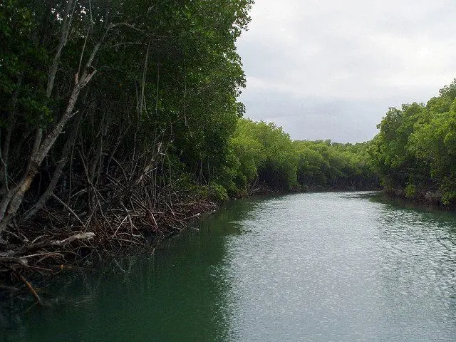 Denuncian dañan zona protegida manglares Montecristi