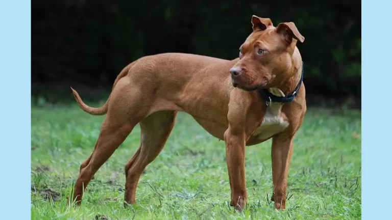 Adolescente es atacado por pitbull y le dan más de 300 puntos en Azua 1 Adolescente es atacado por pitbull y le dan más de 300 puntos en Azua