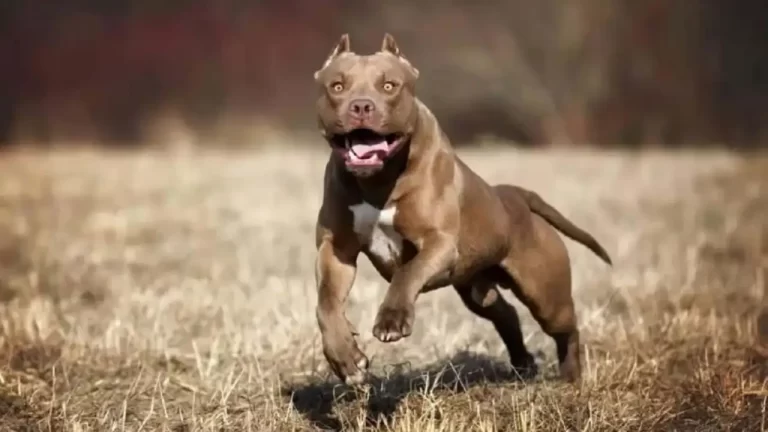 Criador de pitbulls murió mutilado por sus propios perros en California 1 Criador de pitbulls murió mutilado por sus propios perros en California