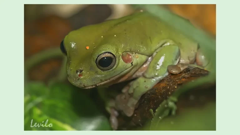 27 de abril es Día Internacional para la Conservación de los Anfibios