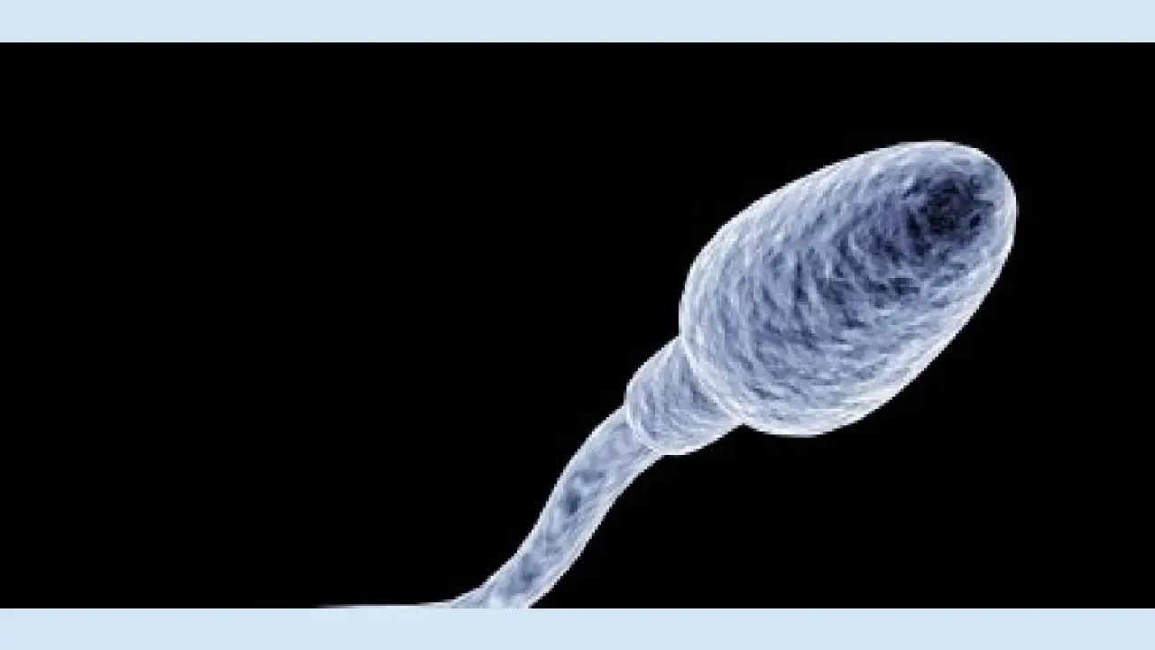 Semen microplasticos FE