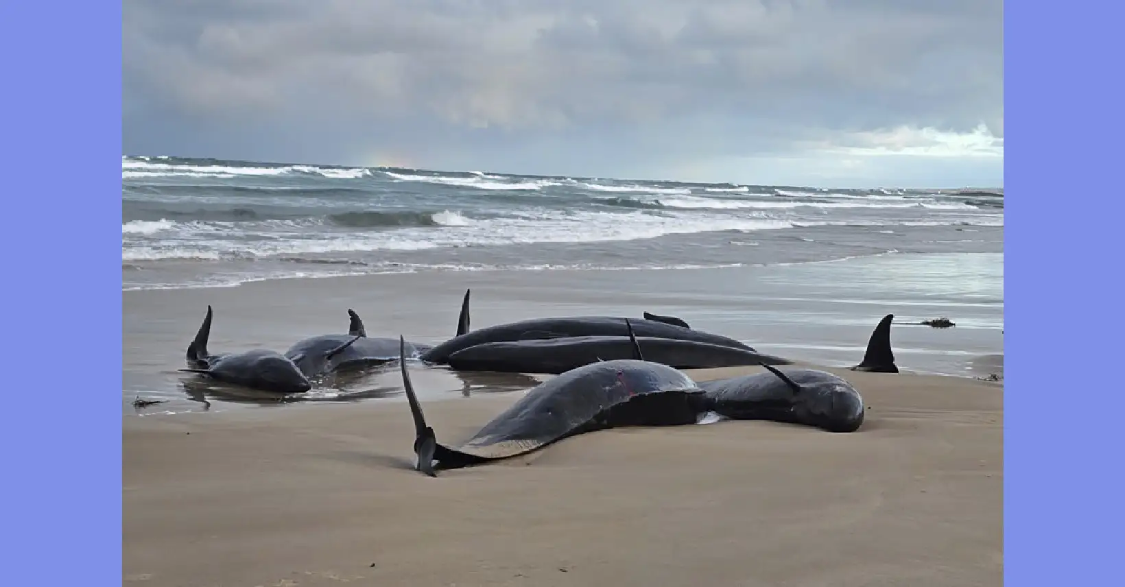 Ballenas sacrificio FE