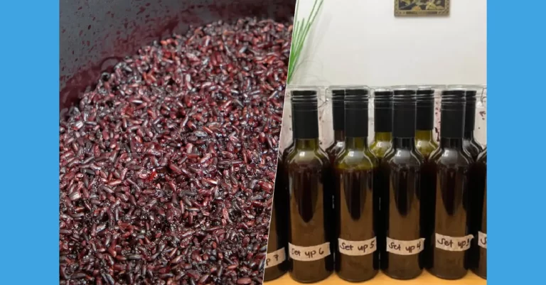El vino de arroz filipino escondía un superalimento. En los residuos que desechábamos, concretamente