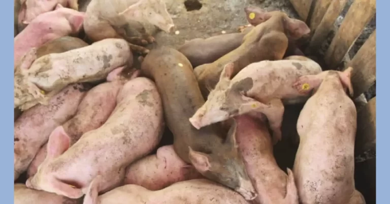 DAJABÓN: Sacrifican decenas de cerdos con la fiebre africana