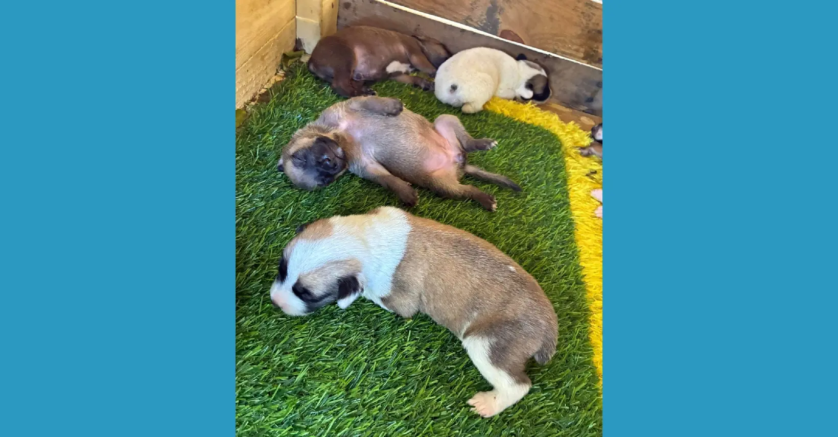 Matitina pide que me vaya de mi pueblo a trabajar a Estados Unidos para mantener perros “realengos” 2 Yadira Rivas perritos