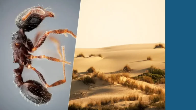 Las nuevas especies de insectos no se descubren en lugares exóticos: acabamos de hallar dos nuevas hormigas en Andalucía