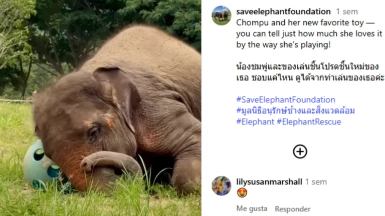 Chompu, en el suelo y moviendo la pelota con su trompa. (foto fuente extrerna)