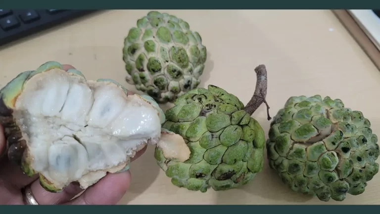 Anón - Annona squamosa. | Foto: SabanetaSR