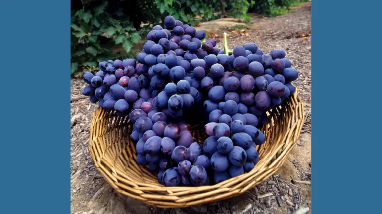 ¿Será cierto que China alargará la vida con uvas? La apuesta biotecnológica que promete llegar a los 150 años 1 China alargará la vida con uvas. | Foto: CC0 Dominio publico / pxhere.com/es