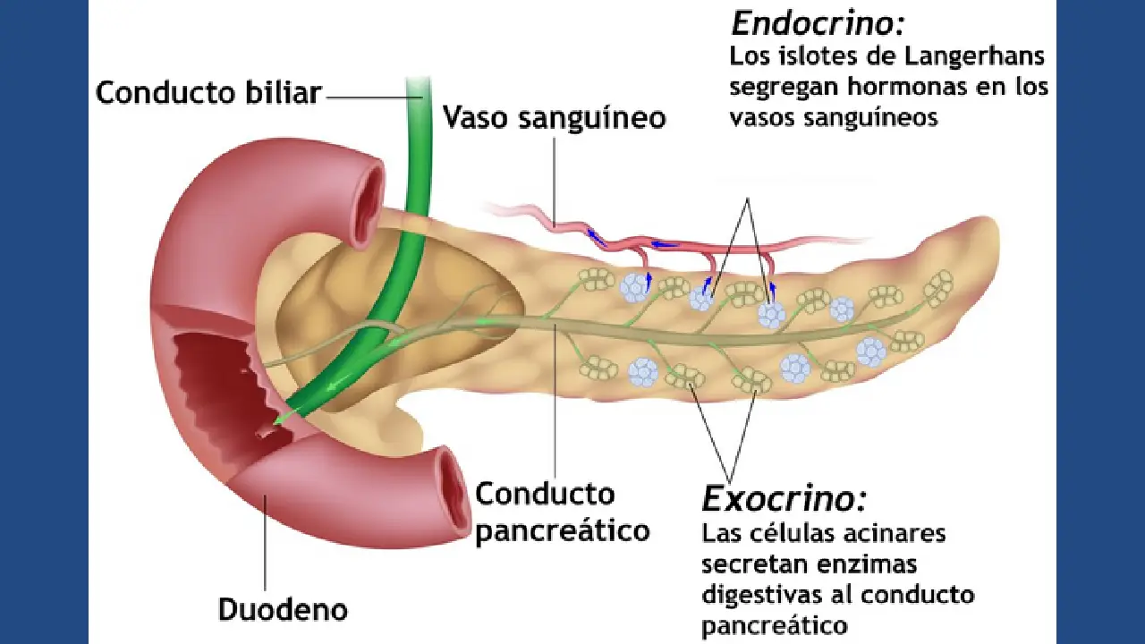 Pancreas