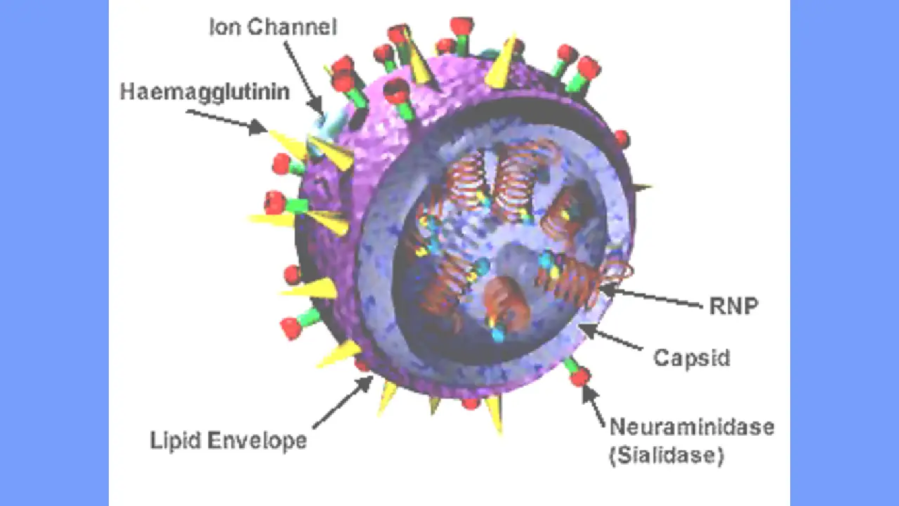 Informe sobre la influenza