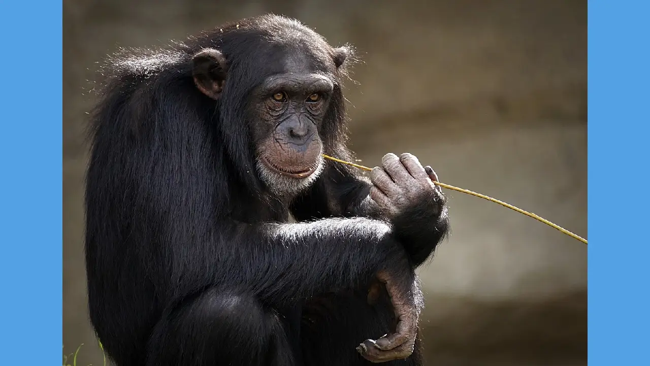 bipedismo humano origen