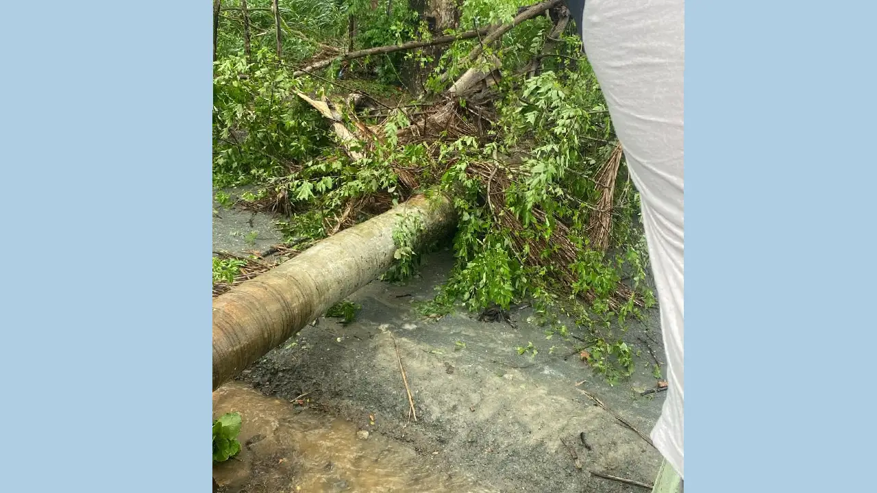 Lluvias y fuertes vientos provocan caída de poste y árboles en Los Cercadillos, Santiago Rodríguez 3 árboles caidos