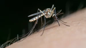 Dengue en Florida supera 250 casos locales y pone a Tampa en alerta 1 dengue en Florida