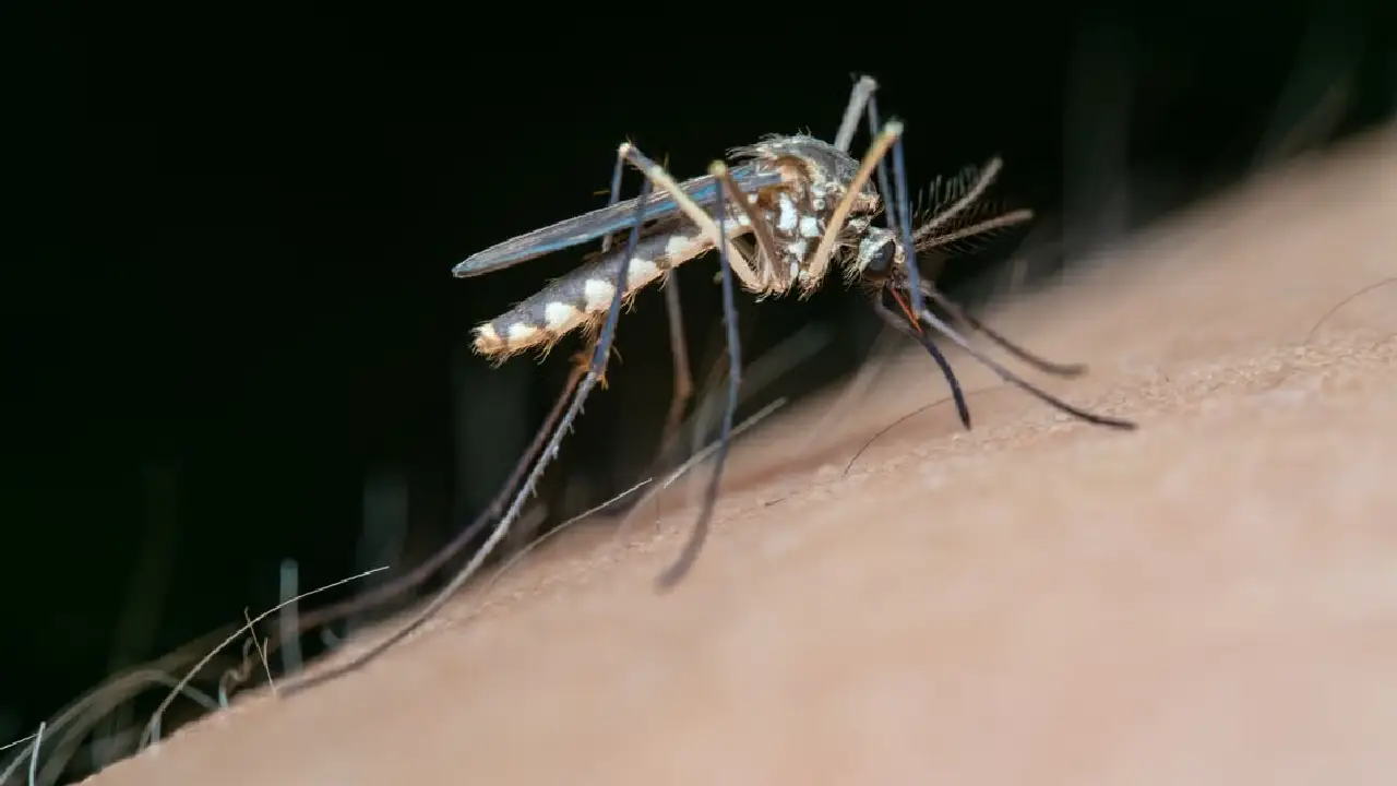 Dengue en Florida supera 250 casos locales y pone a Tampa en alerta 1 dengue en Florida