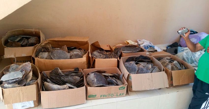 Conchas Carey Manzanillo jul 2016 FE