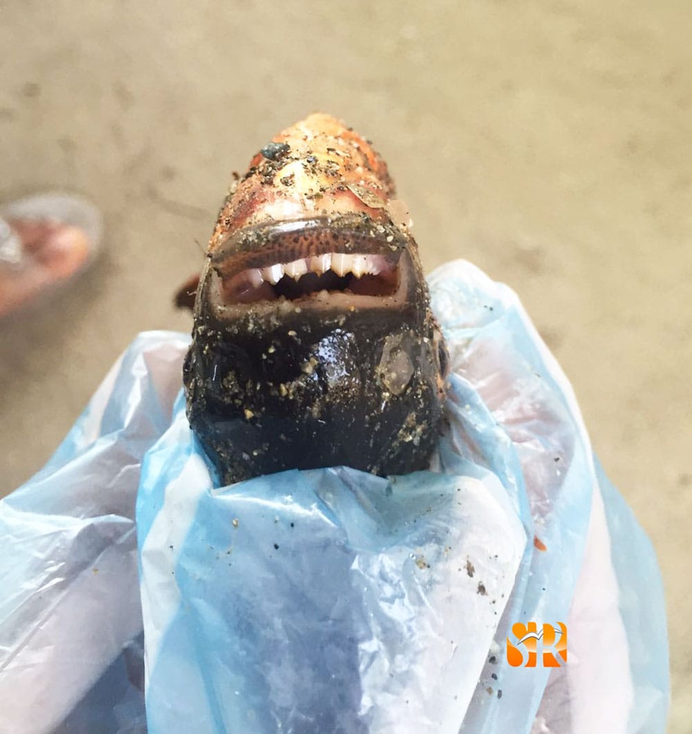 Pez Richard Caimito 2016 1 FE 1