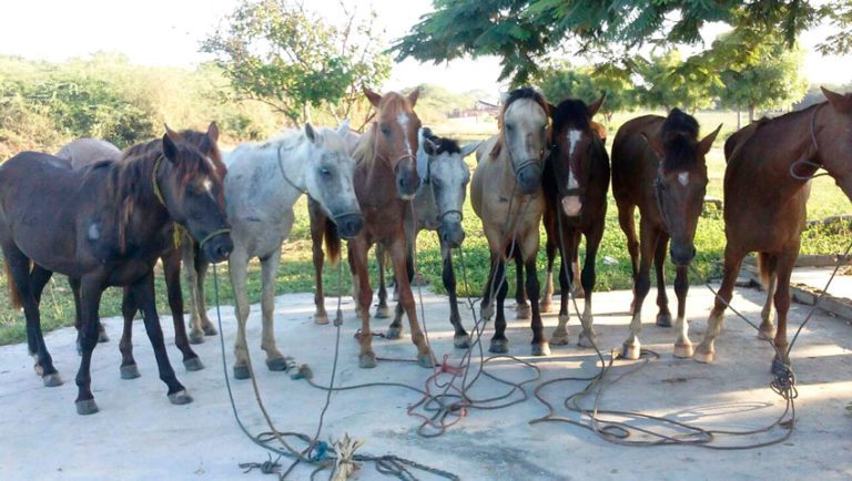 ERD recuperan nueve caballos que serían llevados a Haití