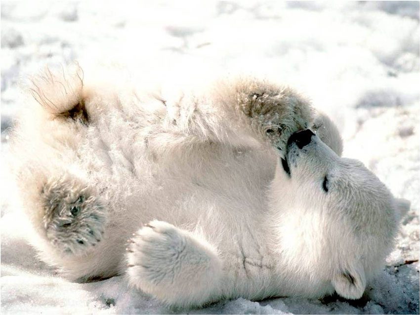 Oso nieve FE