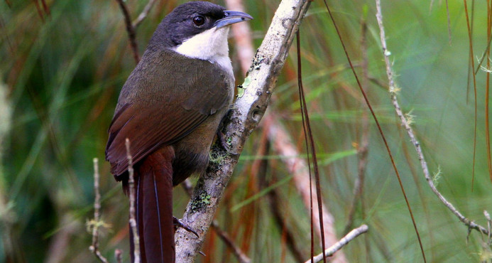Medio Ambiente prohíbe cacería de aves durante dos años 3 Medio Ambiente prohíbe cacería de aves durante dos años