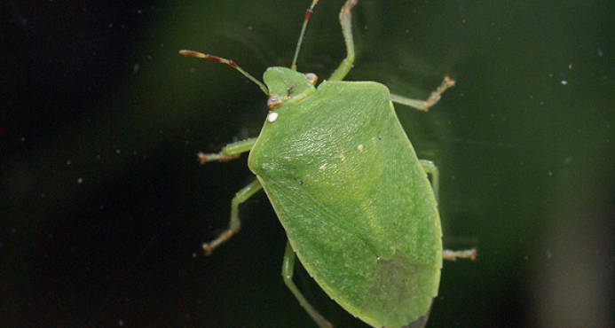 Plaga de chinche verde (hiede vivo) afecta Montecristi y Dajabón, dice Obras Públicas
