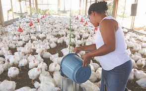 ProConsumidor recomienda el consumo de pollos; bien cocido y con medidas de higiene