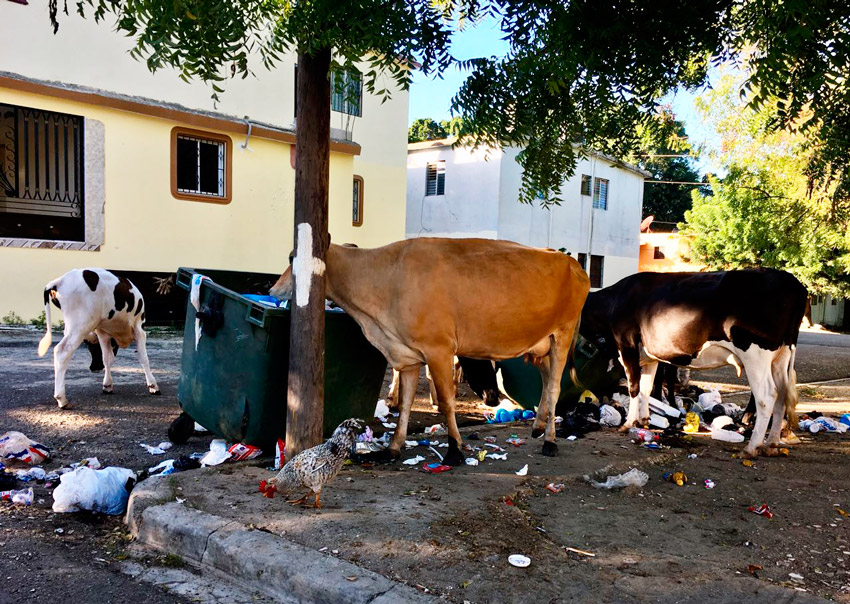 Preguntas sin respuestas 1 Vacas contenedores basura Savica 1jpg
