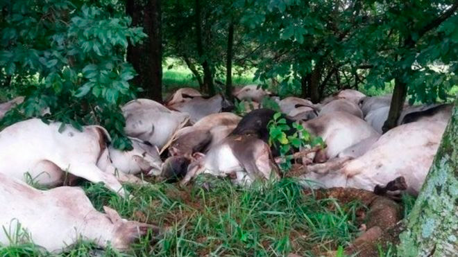 Por qué no se pueden comer las 84 vacas y toros que murieron a causa de una tormenta eléctrica en Brasil