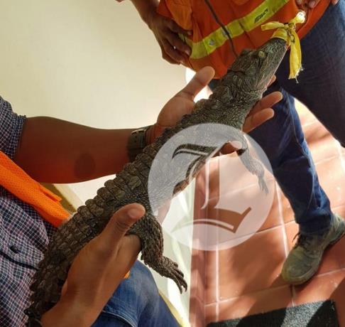 Atrapan otro cocodrilo en Santo Domingo Norte