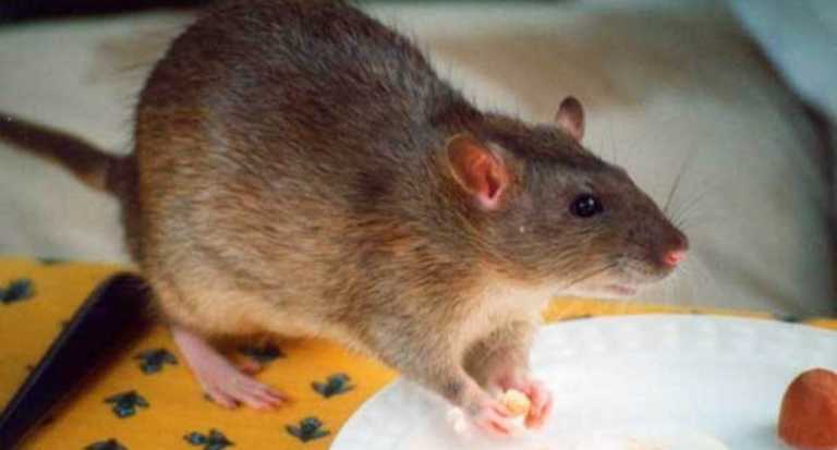 Nueva York acoge la primera Cumbre Nacional de Ratas Urbanas para combatir la plaga