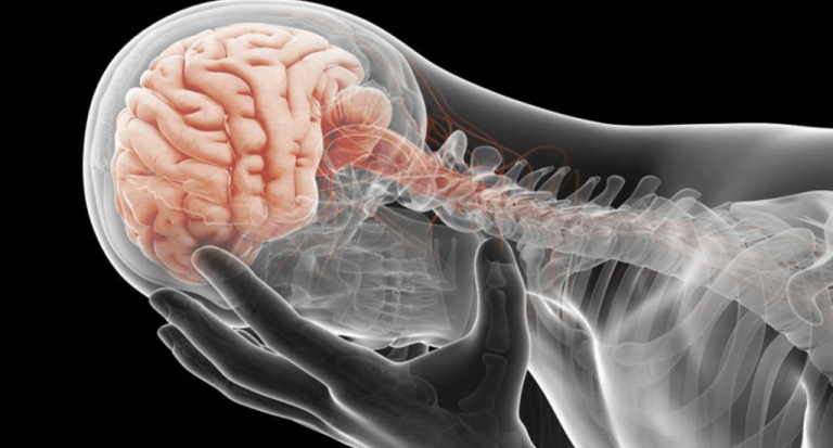 Entérese cuáles son los factores que hacen encoger el cerebro