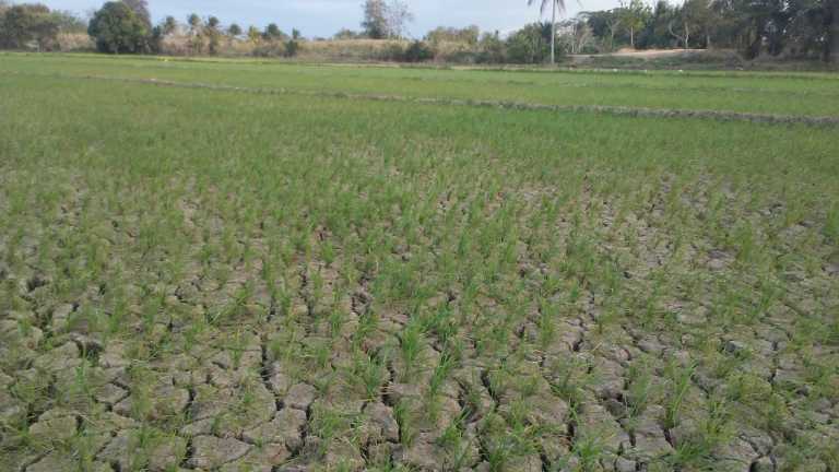 Sequía en la Región Noroeste diezmó la agricultura, ganadería y ahora amenaza a los humanos
