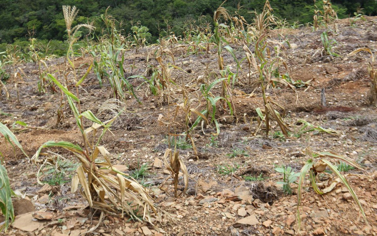 Meteorología anuncia lluvias para varias regiones de R. Dom. afectadas por sequía 1 sequia