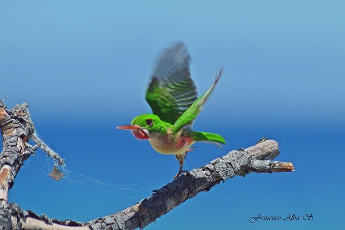aves migratorias