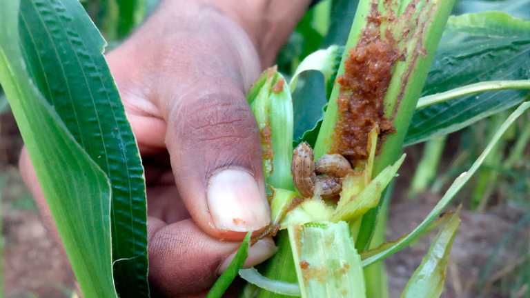 Una plaga de larvas hambrientas pone en peligro la agricultura en todo el mundo