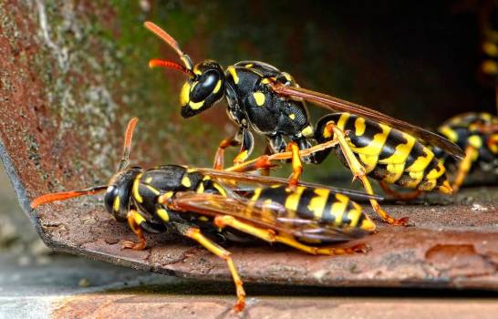 avispas
