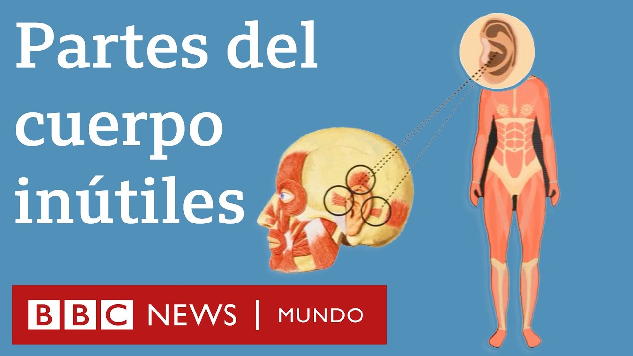 6 partes del cuerpo que ya no necesitamos para nada (+vídeo) 1 maxresdefault 3