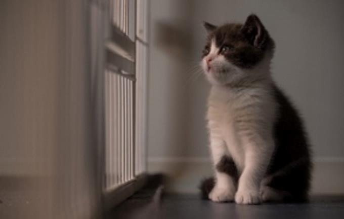 Dos gatos de Nueva York, primeras mascotas con covid-19 en EEUU