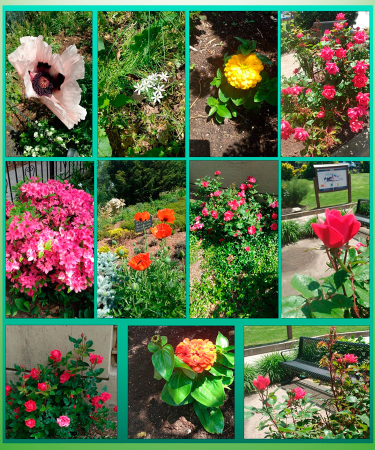 Flores 2