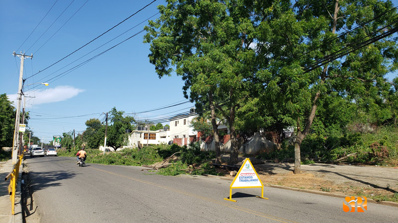 Hieren de muerte varios árboles en Los Tomines 1 Arboles cortados Savica 1