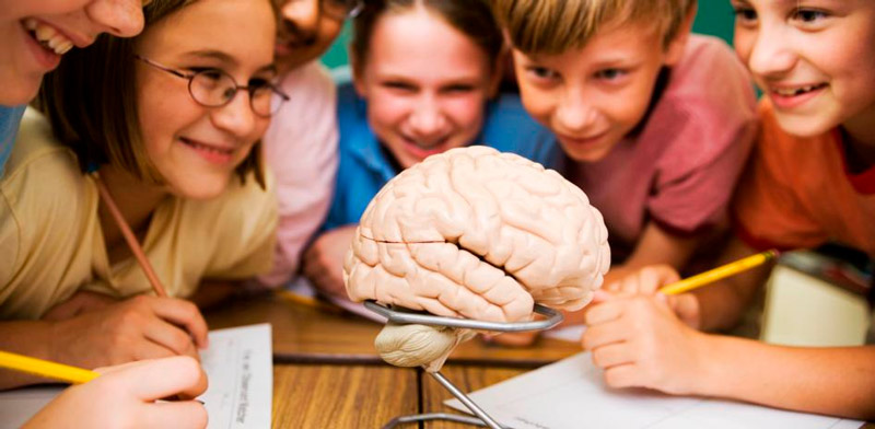 Los cinco neuromitos educativos (o falsas verdades) que más estrés generan en los padres 1 Cinco neuromitos educativos FE