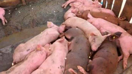 Detectan peste africana FE